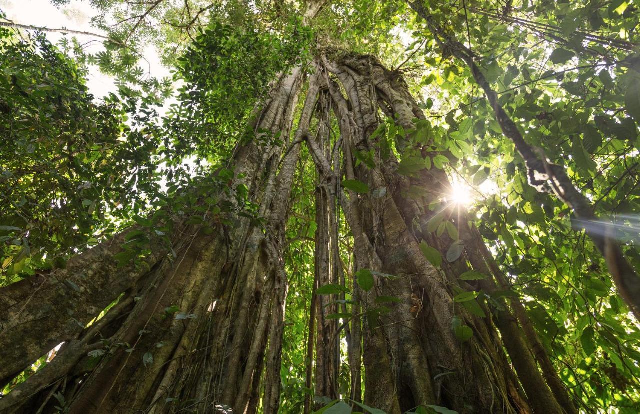 Albergue La Laguna Puerto Jiménez 外观 照片